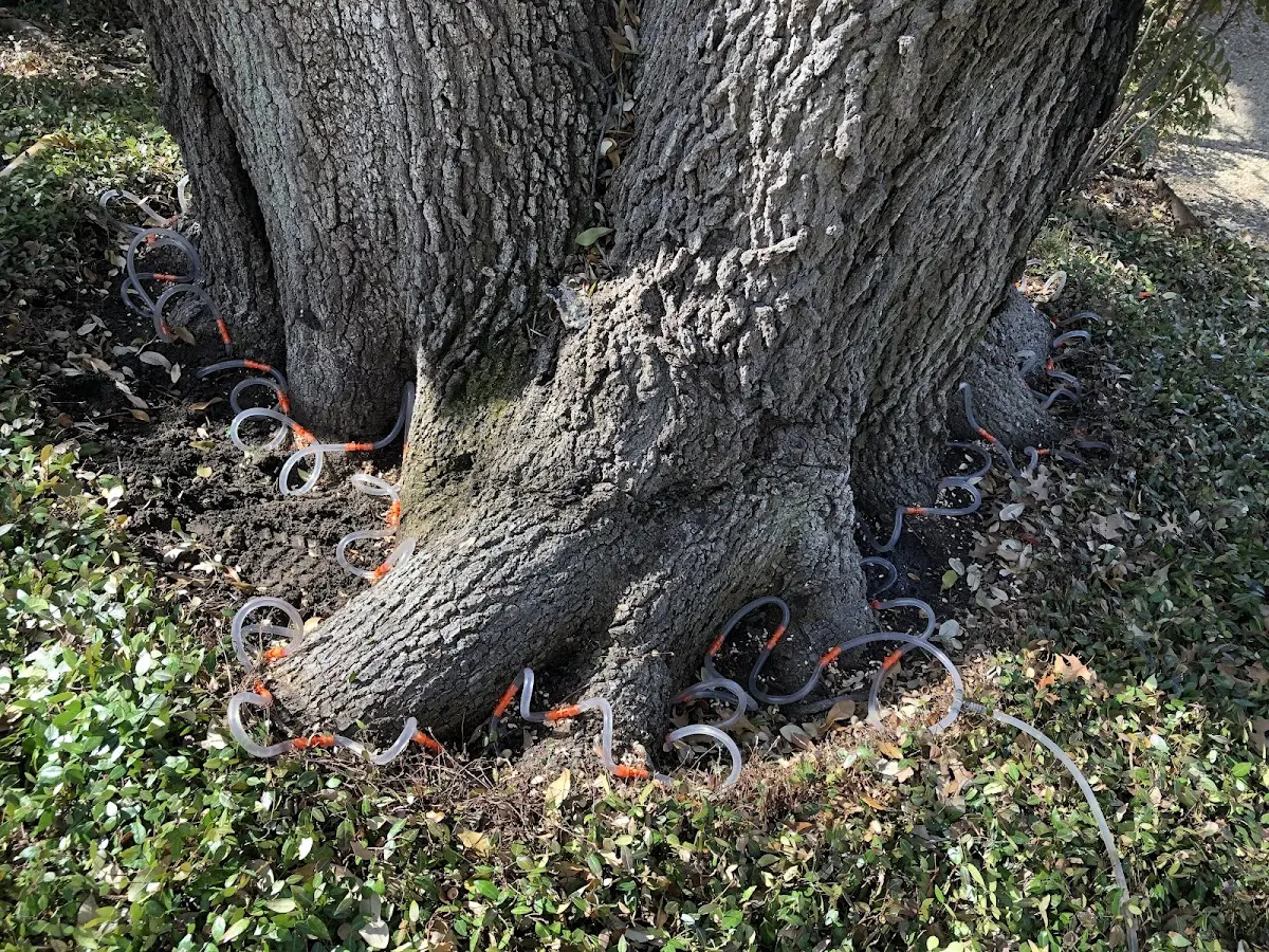 Detailed Shrub and Hedge Trimming job site in Maupin