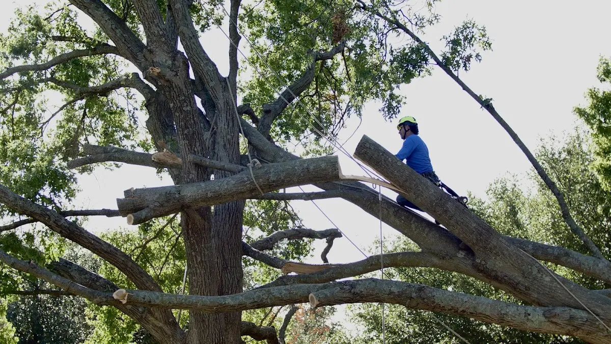 Professional Crown Thinning performed by certified arborists in Maupin