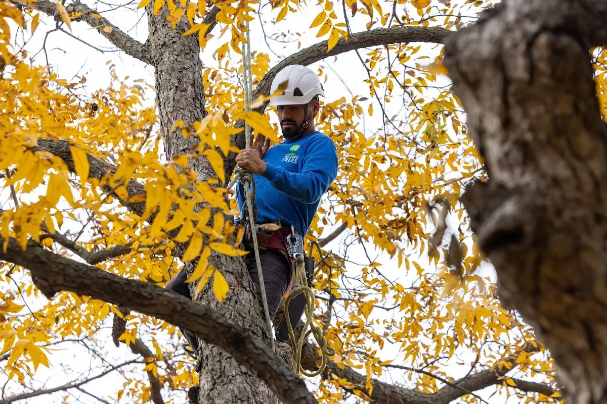 Skilled Storm Damage Cleanup crew working in Maupin